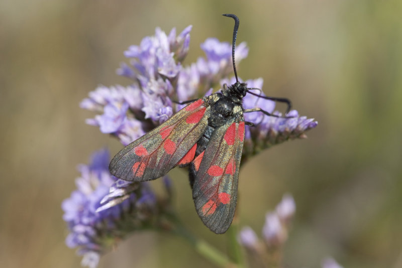 6 spot burnet moth - Zygaena filipendulae!