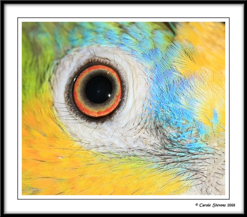 Eye of a rainbow!
