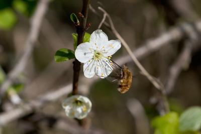 Beefly on a flower!