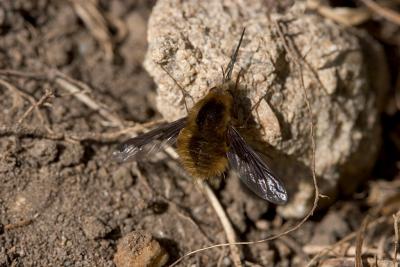 Beefly resting on a stone!