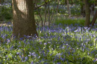 Tree surrounded by Bluebells!