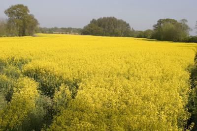  Fields of Yellow!