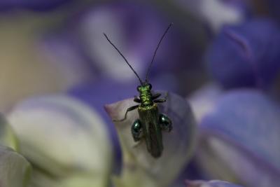 Male Click beetle - (Oedemera nobilis)