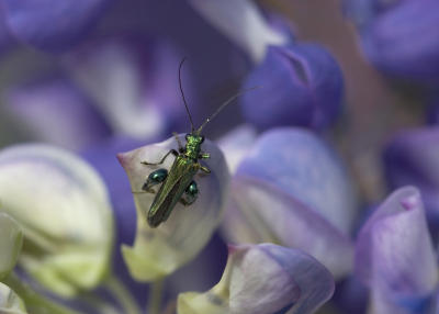 Click beetle - (Oedemera nobilis)  on a Lupin!