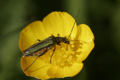 Female Click beetle - (Oedemera nobilis)  on a buttercup!