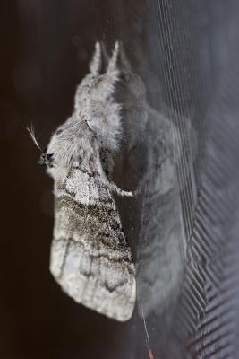 Grey Dagger Moth - Acronicta psi!