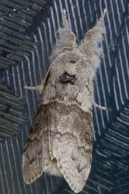 Male Pale Tussock Moth
