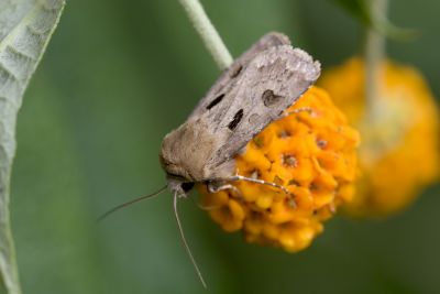 Heart and dagger moth!
