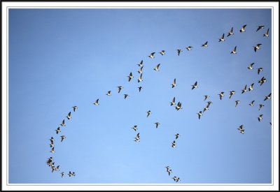 Waterfowl