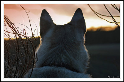 Wolfie watching the sunset!