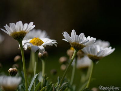 May 2011: Garden Images