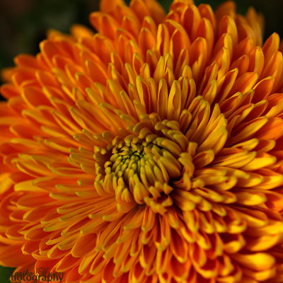 24 - Chrysanthemum in Autumn