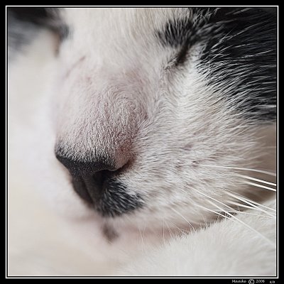 8 augustus: slapende kat/dozing cat