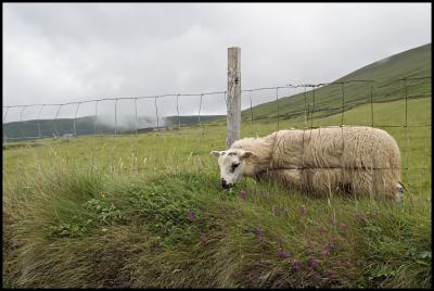 Dingle Peninsula Sheep
