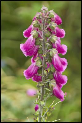 Ring of Kerry Foxglove