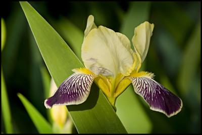 Iris & Other Garden Flora - Closeups and Macros