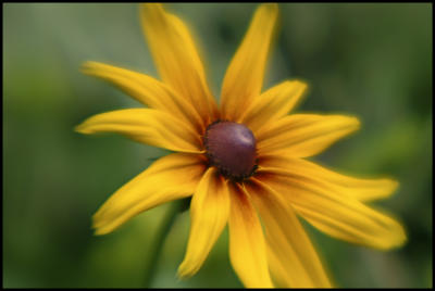 Lensbaby Flora