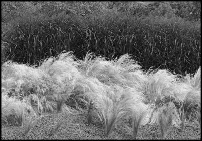 Giverny Grasses