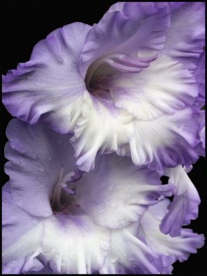 Monet's Gladiolus