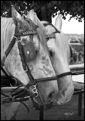 Blois Horses #1-gray