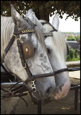 Blois Horses #1