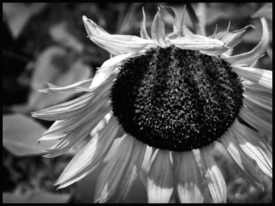 Sunflower-duotone
