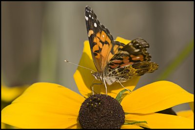 Painted Lady Butterfly-30A