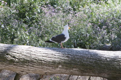 Morro Bay 2006_ 076.jpg