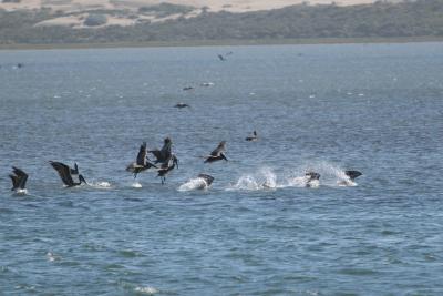 Morro Bay 2006_ 123.jpg