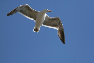 Morro Bay 2006_ 163.jpg