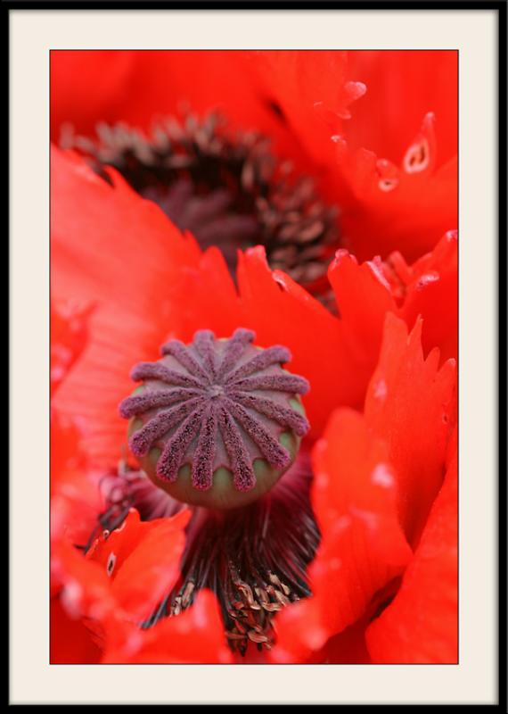 Parc floralFleur rouge