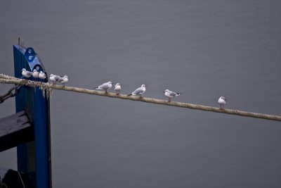 Seagull on mooringline
