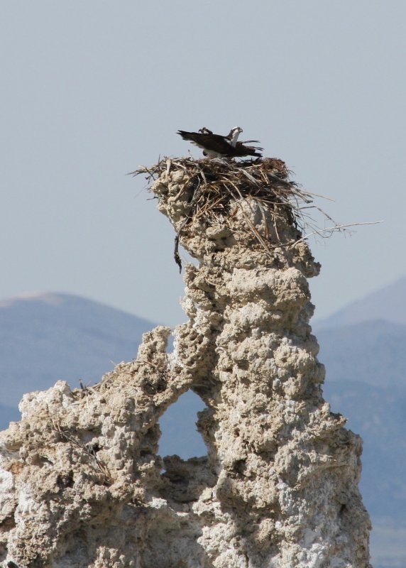 Osprey / balbuzard pecheur<br><i>Pandion haliaetus</i>