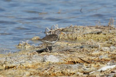 Spotted sandpiper<br><i>Actitis macularia</i>