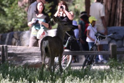 cerf mulet / mule deer (Yellowstone, USA)