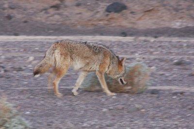 Coyote (Death Valley, USA)