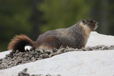 marmotte / marmot (Yellowstone, USA)