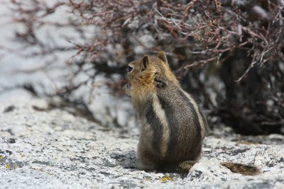 spermophile  mante dore / golden mantled ground squirrel (Yellowstone, USA)