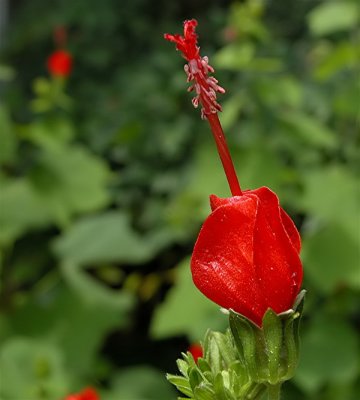 Turks Cap: One of Hummers favorite wildflowers
