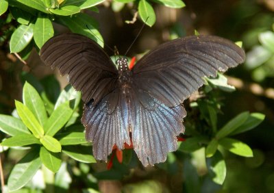 Large Butterfly Hue