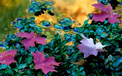 Water cress and big tooth maple leaves, Oak Creek Canyon, AZ