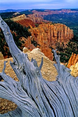 Rainbow Point, Bryce Canyon National Park, UT