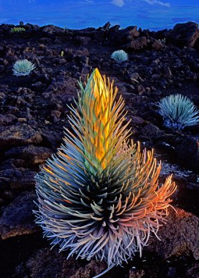 Silversword on aa lava flow at sunrise, Haleakala Crater, Maui, HI