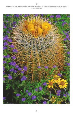 Barrel Cactus, phacelia, and brittlebush, Arizona Highways Engagement Calendar, 2012