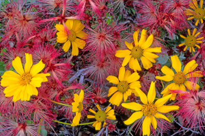 Fairy duster and brittlebush, Arizona Highways Classic Wall Calendar, 2012