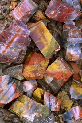 Petrified wood fragments, Petrified Wood National Park, AZ