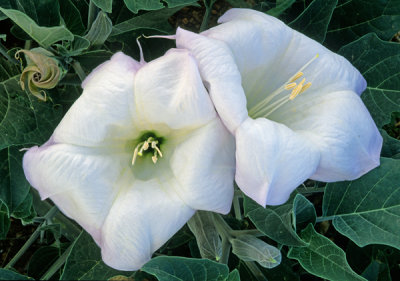 Sacred datura, Cottonwood, AZ