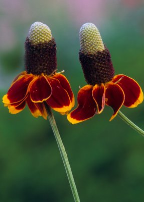 Mexican hats, Cottonwood, AZ