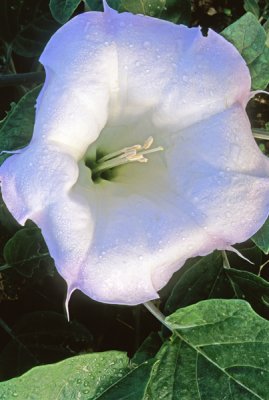 Sacred datura with dew, Cottonwood, AZ