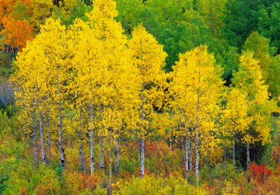 Aspens, Upper Peninsula, MI